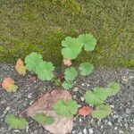 Geranium rotundifolium Hoja