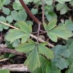 Corydalis cava Folha