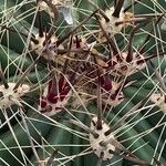 Echinocactus texensis Leaf