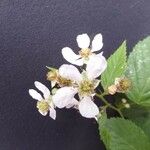 Rubus plicatus Flower
