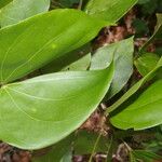 Schnella guianensis Leaf