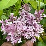 Syringa pubescens Blomma