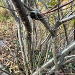 Betula humilis Bark