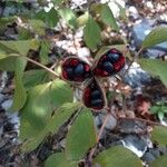 Paeonia mascula ഫലം