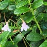 Linnaea borealis Flower