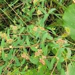 Chamaesyce hyssopifolia 花