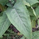 Lepechinia hastata Hoja