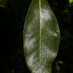 Daphnopsis americana Folla