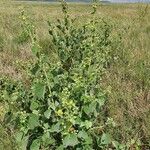 Abutilon pannosum Natur