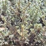 Artemisia arbuscula 葉