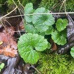 Glechoma hederacea Blad