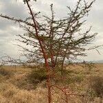 Vachellia seyal Hábito