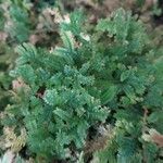 Selaginella uncinata Yaprak