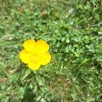 Ranunculus paludosus Цветок