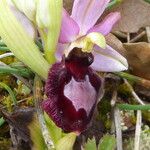 Ophrys × flavicans Flor