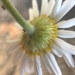 Anthemis cotula Blüte