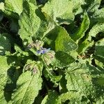 Borago officinalis पत्ता