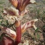 Orobanche artemisiae-campestris Fleur
