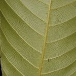 Pausandra trianae Kabuk