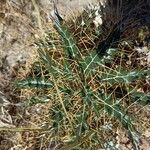 Ptilostemon hispanicus Leaf