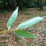 Phyllostachys sulphurea Hoja