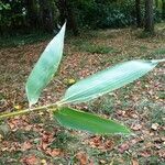 Phyllostachys sulphurea Лист