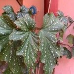 Begonia aconitifolia Blad