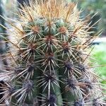 Weberbauerocereus weberbaueri 其他