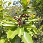 Xanthostemon gugerlii Hábito