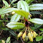 Berberis hookeri Fruit