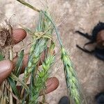 Triticum turgidum Liść