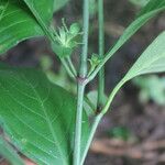 Justicia carthaginensis Blad