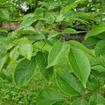 Tetradium daniellii Blatt