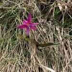 Erythronium dens-canisBlüte