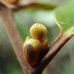 Austrobuxus rubiginosus Fruit