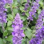 Salvia longispicataFlower