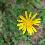 Crepis lampsanoides Žiedas