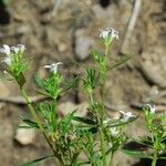 Houstonia longifolia Hábito
