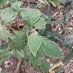 Plectranthus ecklonii Leaf