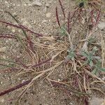 Catapodium marinum Habit