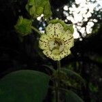 Kohleria tigridia Virág