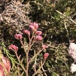 Limonium tuberculatum Flower