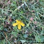 Hypericum richeriFlower