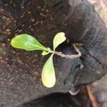 Artocarpus altilis Feuille