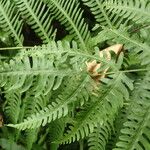 Pteris linearis Leaf