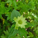 Astrantia maxima Flower