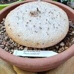 Raphionacme procumbensBark