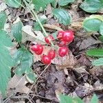 Actaea rubra Frucht