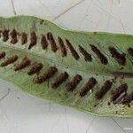 Loxogramme lanceolata Leaf
