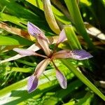 Iris foetidissima Flower